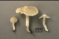 Image of Entoloma argenteum