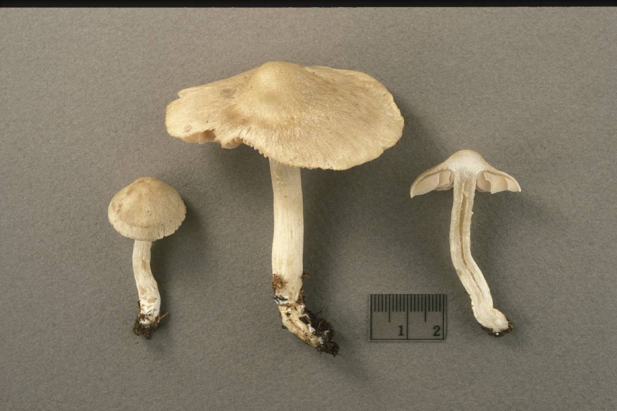 Entoloma argenteum image