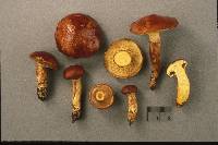 Suillus glandulosus image