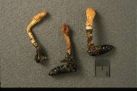 Cordyceps militaris image