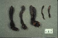 Xylaria polymorpha image