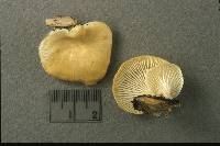 Lentinus suavissimus image