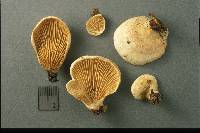 Tapinella panuoides image
