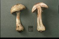 Agaricus silvaticus image