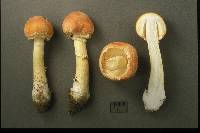 Amanita wellsii image