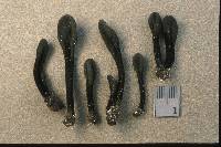 Trichoglossum farlowii image