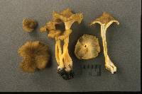 Craterellus lutescens image