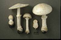 Amanita multisquamosa image