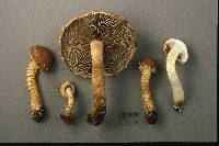 Hemistropharia albocrenulata image