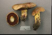 Boletus vermiculosoides image