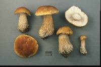 Boletus clavipes image