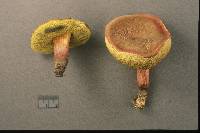 Boletus chrysenteron image