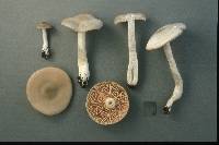 Entoloma albidum image