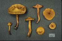 Suillus americanus image