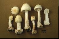 Amanita brunnescens image