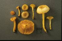 Hygrocybe vitellina image