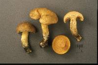 Suillus subaureus image