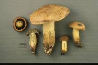 Boletus vermiculosoides image