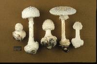 Amanita abrupta image