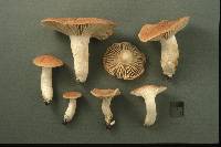 Hygrophorus kauffmanii image