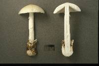 Amanita murrilliana image