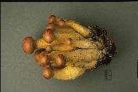 Gymnopilus speciosissimus image
