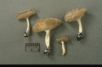 Helvella cupuliformis image