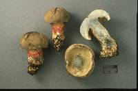 Boletus roseipes image