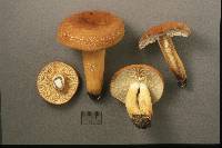 Lactarius volemus image