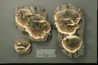 Bjerkandera adusta image
