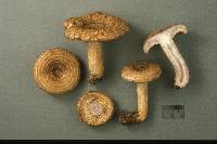 Lactarius speciosus image