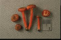 Hygrocybe coccineocrenata image