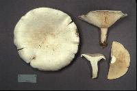 Leucopaxillus giganteus image