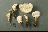 Loweomyces fractipes image