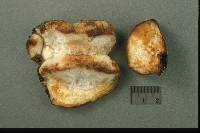 Postia fragilis image