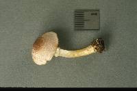 Agaricus diminutivus image