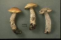 Leccinum insolens image