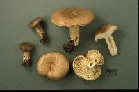 Lactarius trivialis image