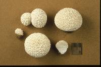 Lycoperdon marginatum image