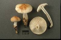 Rhodocollybia maculata image