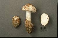 Amanita volvata image