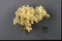 Tremella reticulata image