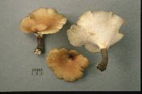 Polyporus picipes image