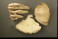 Climacodon septentrionalis image