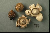 Geastrum triplex image