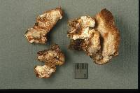 Postia fragilis image