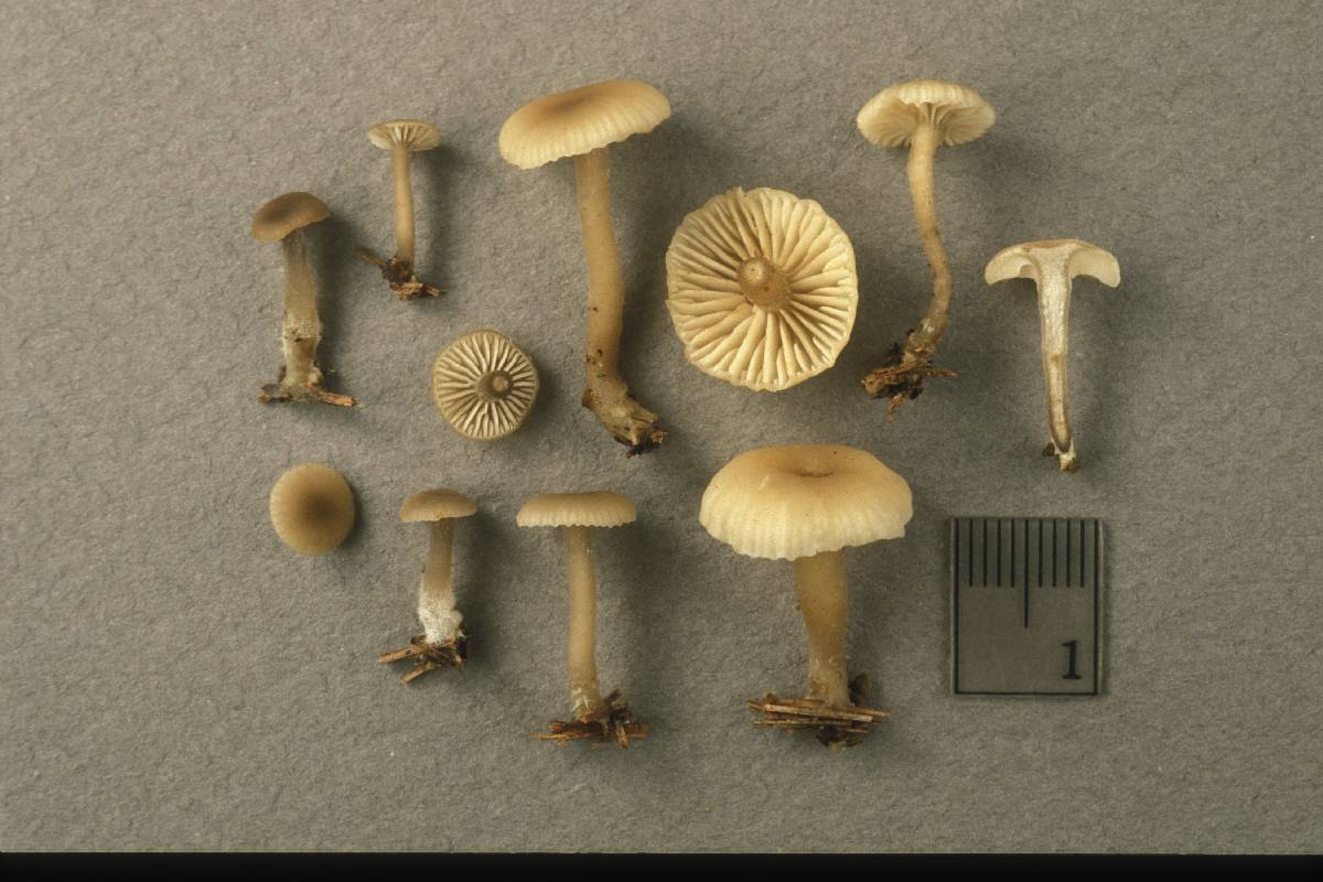 Tephrocybe striaepilea image