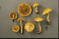 Suillus americanus image