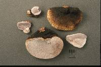 Fomitopsis rosea image