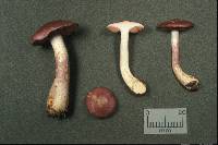 Cortinarius iodes image